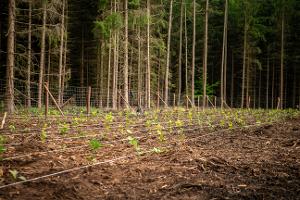 Ministerstvo zemědělství poskytne kompenzace pěstitelům, kterým jarní mrazy spálily stromky v ovocných a lesních školkách