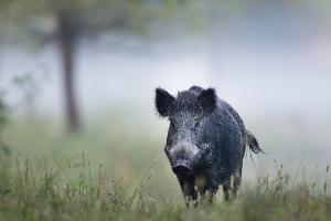 Policejní střelci budou ode dneška na Jablonecku a Liberecku pomáhat s odstřelem divočáků kvůli africkému moru prasat