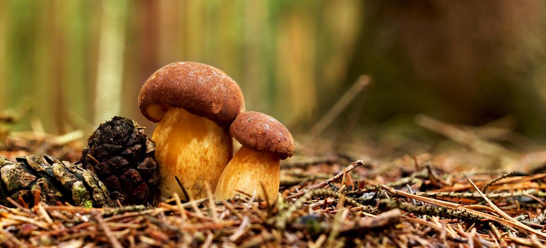 Do lesa chodili loni lidé častěji, nasbírali ale méně lesních plodů než obvykle