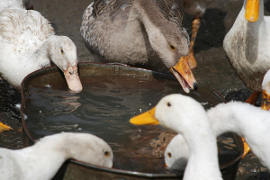 S likvidací chovů nakažených ptačí chřipkou pomáhají i vězni. Umožnilo to nové memorandum mezi veterinární správou a vězeňskou službou