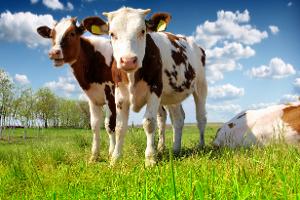 Národní dotace v letošním roce: 4 miliardy půjdou na lepší zdravotní stav a podmínky v chovech zvířat, ozdravování plodin a vzdělávání