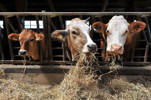 Ministerstva zemědělství a školství a Státní veterinární správa doporučují školám přísnější opatření při žákovských praxích v chovech