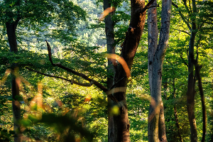 Český návrh k nařízení o odlesňování našel podporu, schválená pozice Rady ministrů obsahuje roční odklad a zavazuje Komisi k předložení úprav