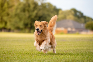 Upozornění chovatelům: Od ledna platí zákaz dlouhodobého uvazování psů, za porušení hrozí vysoké pokuty
