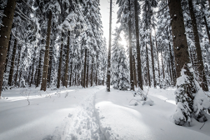 Ministerstvo zemědělství připravilo nový program pro vlastníky lesů. Umožní jim sdružovat se do spolků a být tak konkurenceschopnější