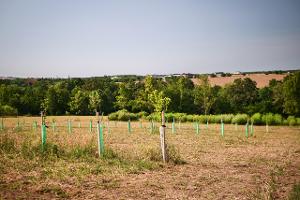 Ministerstvo zemědělství rozšiřuje možnosti podpory agrolesnictví  a zjednodušuje zalesňování