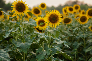 Ministr zemědělství schválil sazby mimořádné finanční podpory pro zemědělce postižené povodněmi v roce 2024