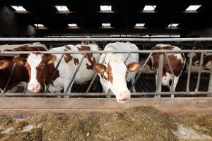 Novým ředitelem Výzkumného ústavu živočišné výroby bude odborník, vědec a manažer z oblasti lesnictví Marek Turčáni