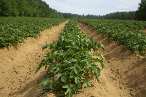 Ministerstvo zemědělství ulehčí byrokratické povinnosti zemědělců a upraví některé podmínky pro hospodaření šetrné k přírodě
