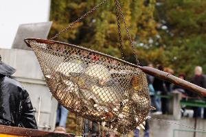 Velké zjednodušení pro rybáře. Pravidla pro žadatele a příjemce z jarních výzev OP Rybářství zredukovalo Ministerstvo zemědělství o 30 % 