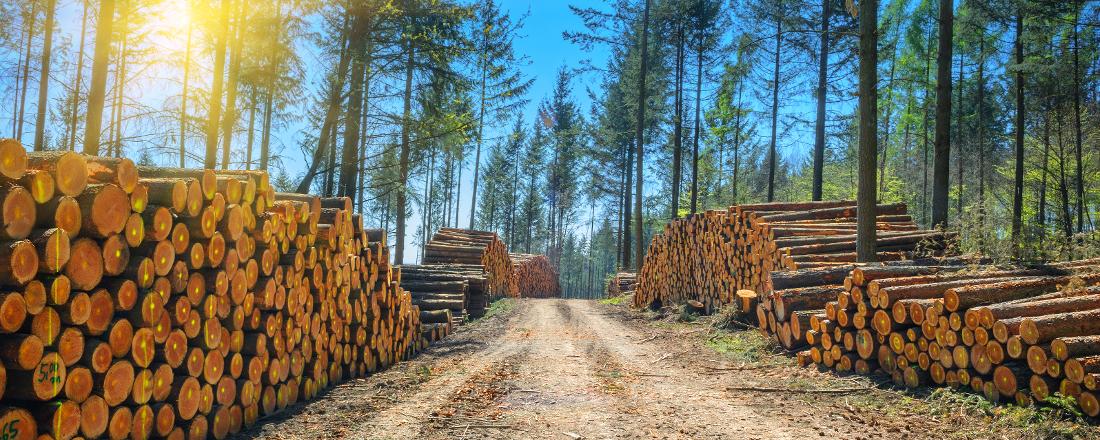 Surovinová politika pro dřevo: Nově připravené materiály pomohou s rozšířením dřevostaveb