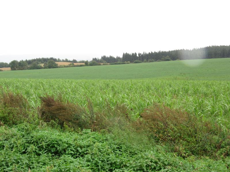 Žlutice - energeticky soběstačná obec