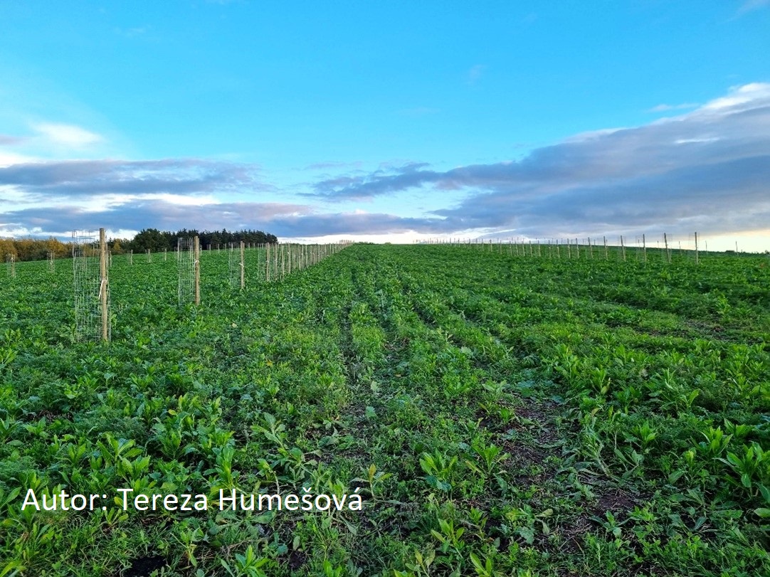 Informace pro zájemce o opatření agrolesnictví v roce 2024