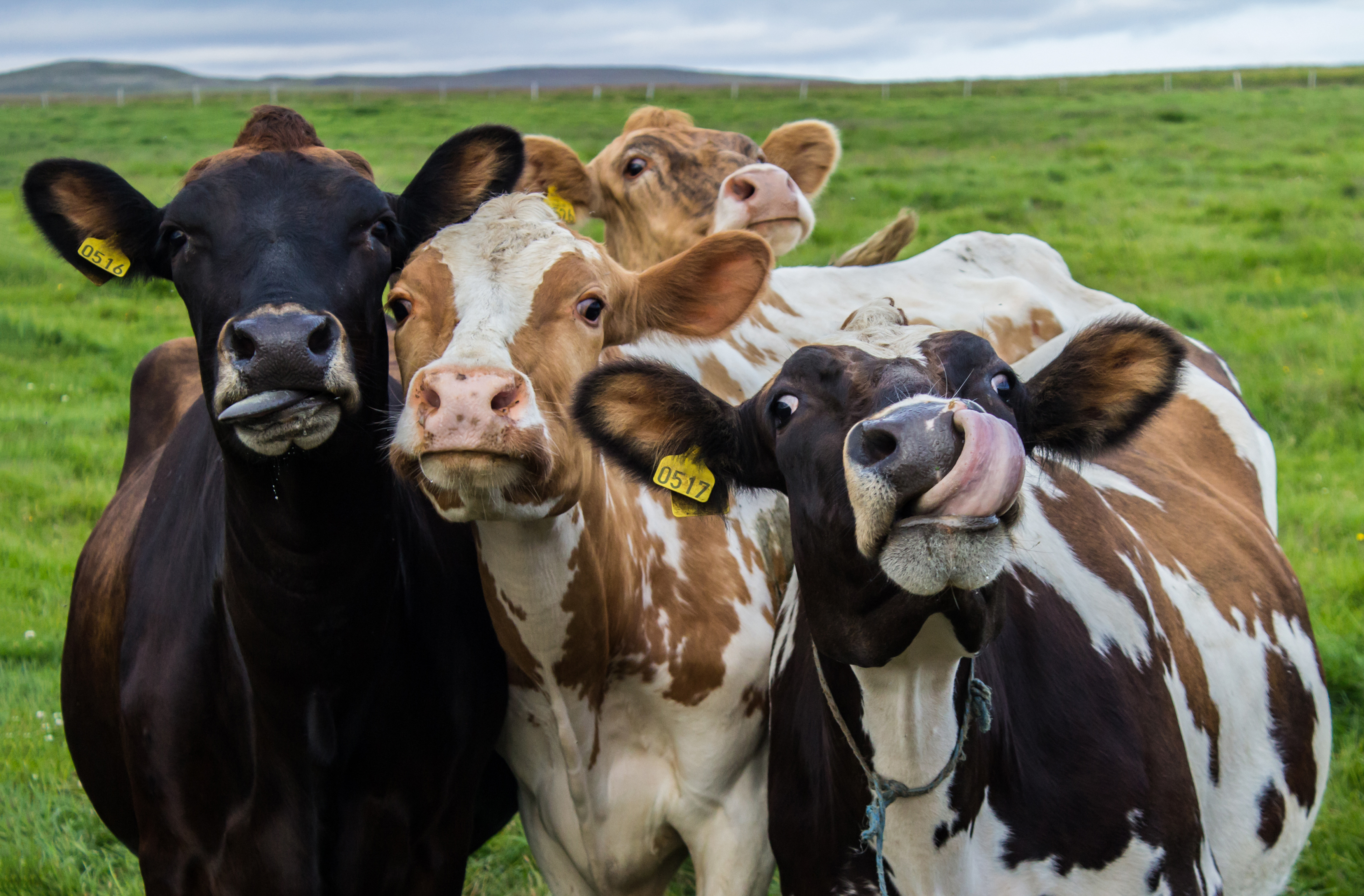 V prvním čtení dnes poslanci projednali novelu veterinárního zákona připravenou Ministerstvem zemědělství.  Na jatkách budou povinné kamery 