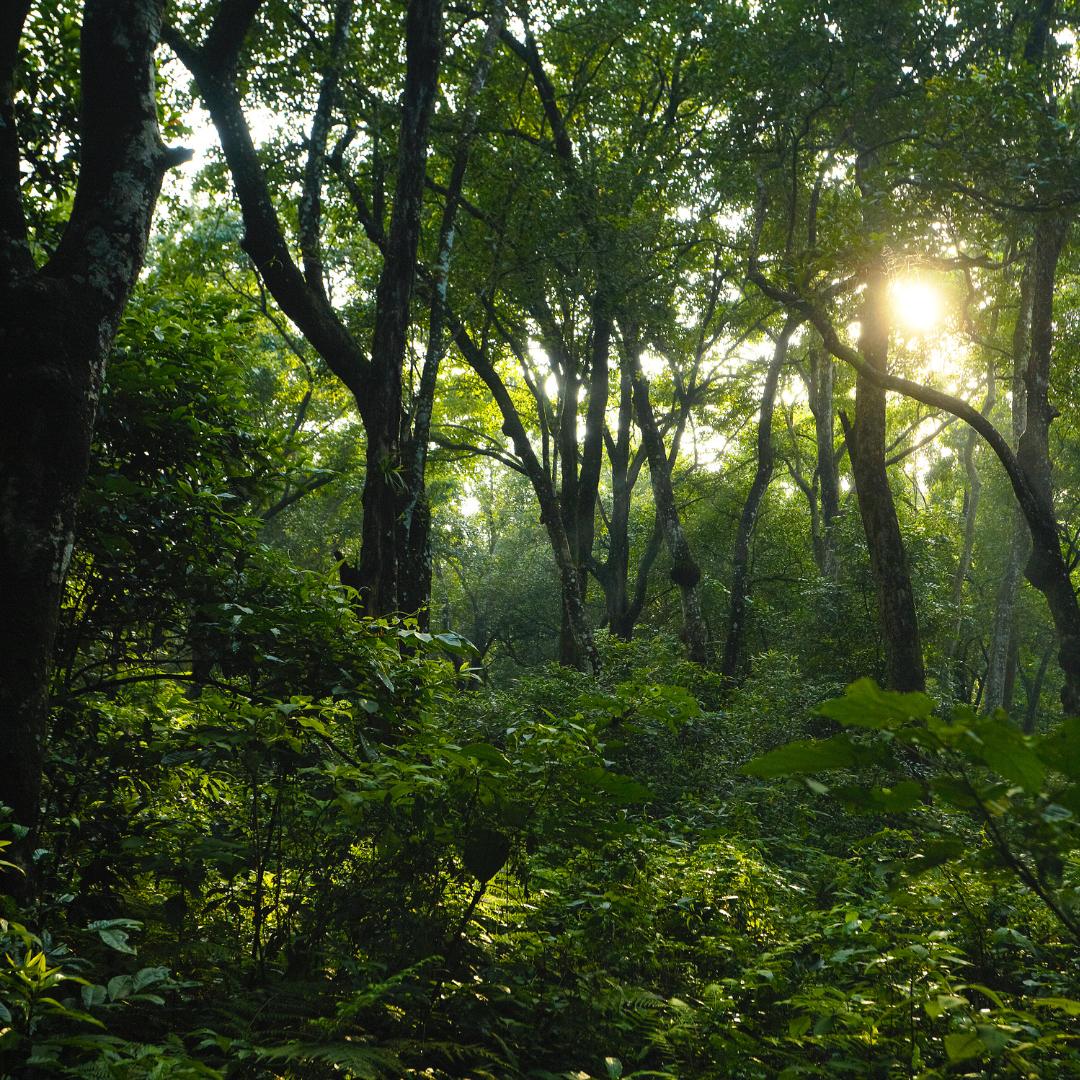 Senát schválil dvě klíčové novely: Podpoří obnovu zdravých lesů a ochranu světových ekosystémů