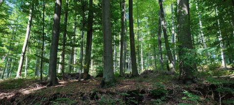 Příklady dobré praxe z Programu rozvoje venkova, Strategického plánu SZP a výměna zkušeností s hospodařením v lesích ve Zlínském kraji