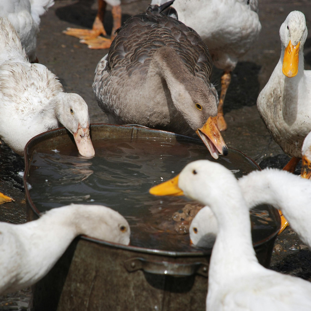 S likvidací chovů nakažených ptačí chřipkou pomáhají i vězni. Umožnilo to nové memorandum mezi veterinární správou a vězeňskou službou