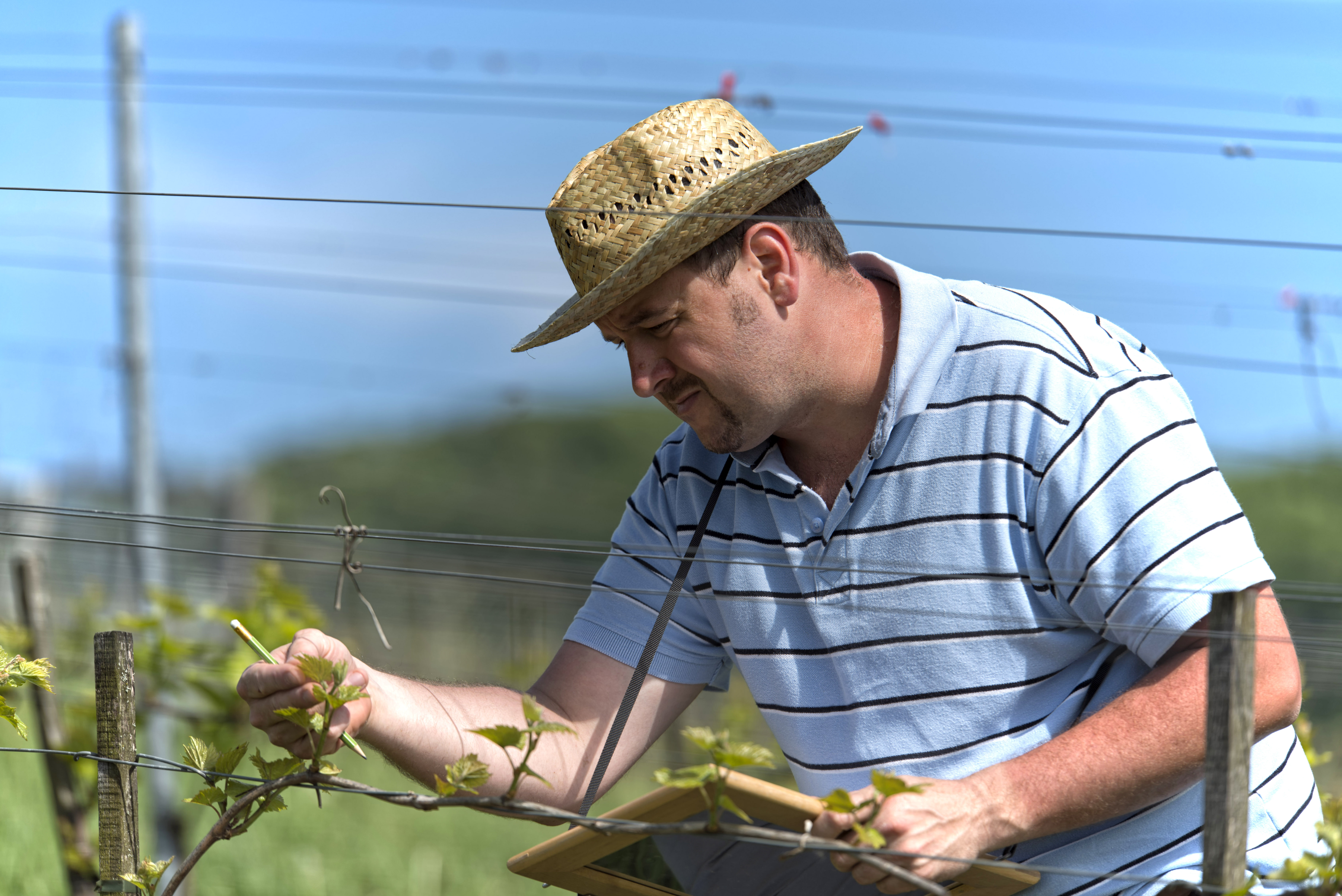 Nová opatření proti nebezpečné chorobě révy vinné