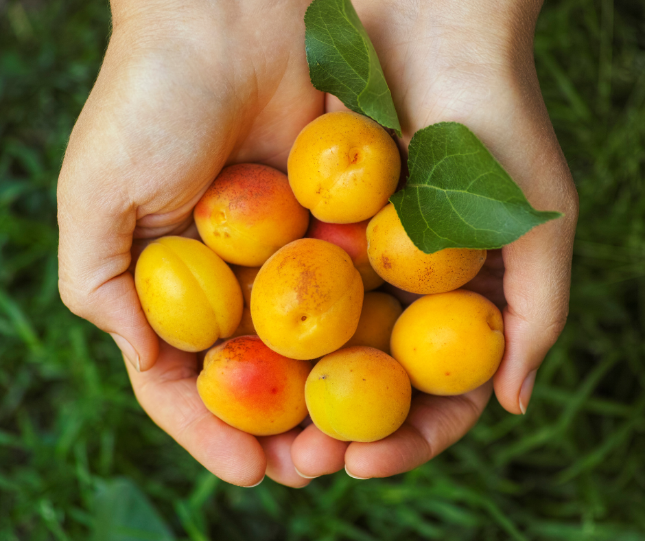 Výsledná sklizeň ovoce 2025