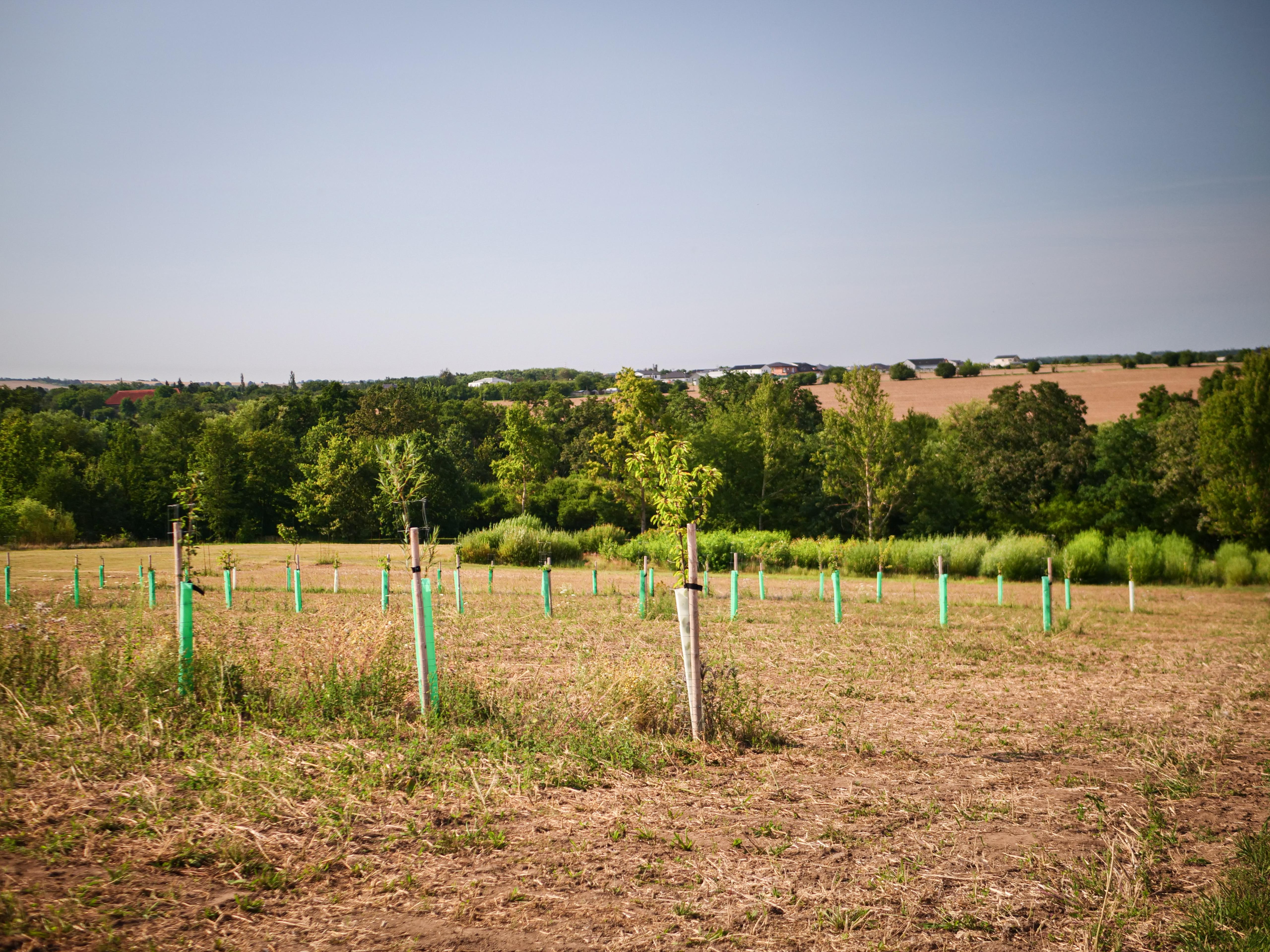 Ministerstvo zemědělství rozšiřuje možnosti podpory agrolesnictví  a zjednodušuje zalesňování
