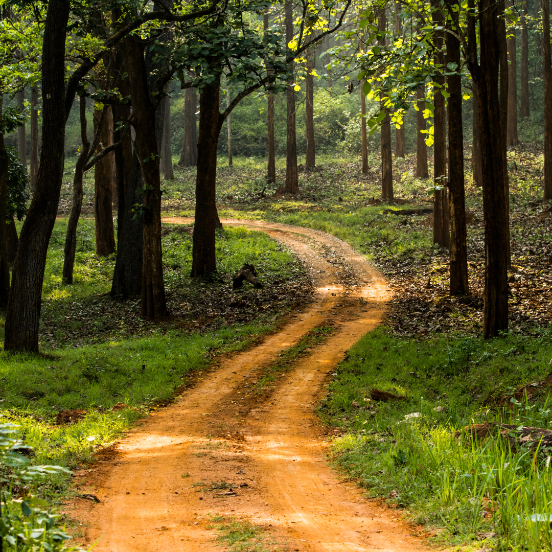 Téměř 2 miliardy korun do lesů a zmírnění sankcí za nesplnění administrativních lhůt: 7. kolo podpory na rozvoj venkova přináší zjednodušení