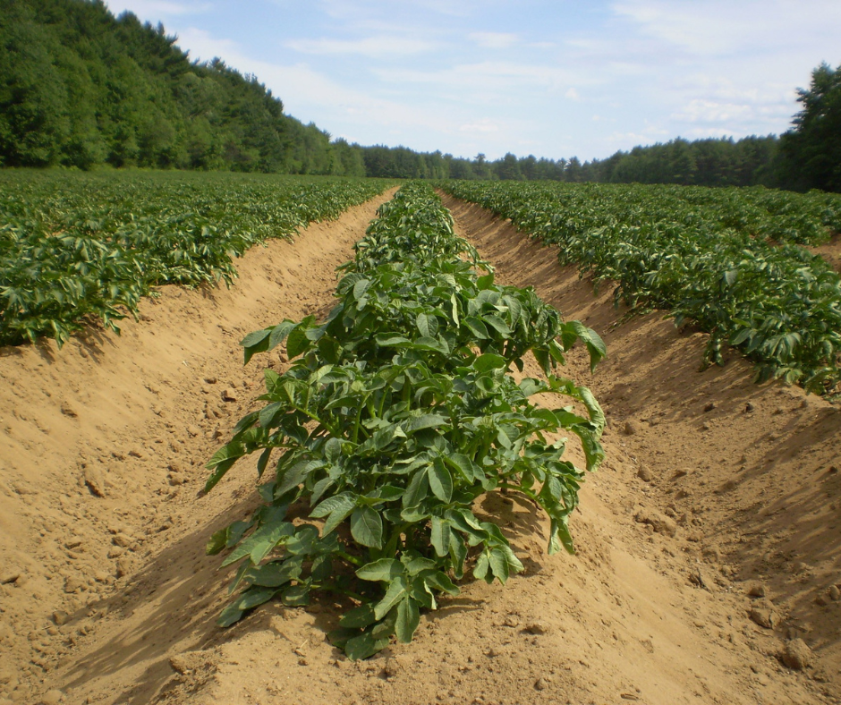 Ministerstvo zemědělství ulehčí byrokratické povinnosti zemědělců a upraví některé podmínky pro hospodaření šetrné k přírodě