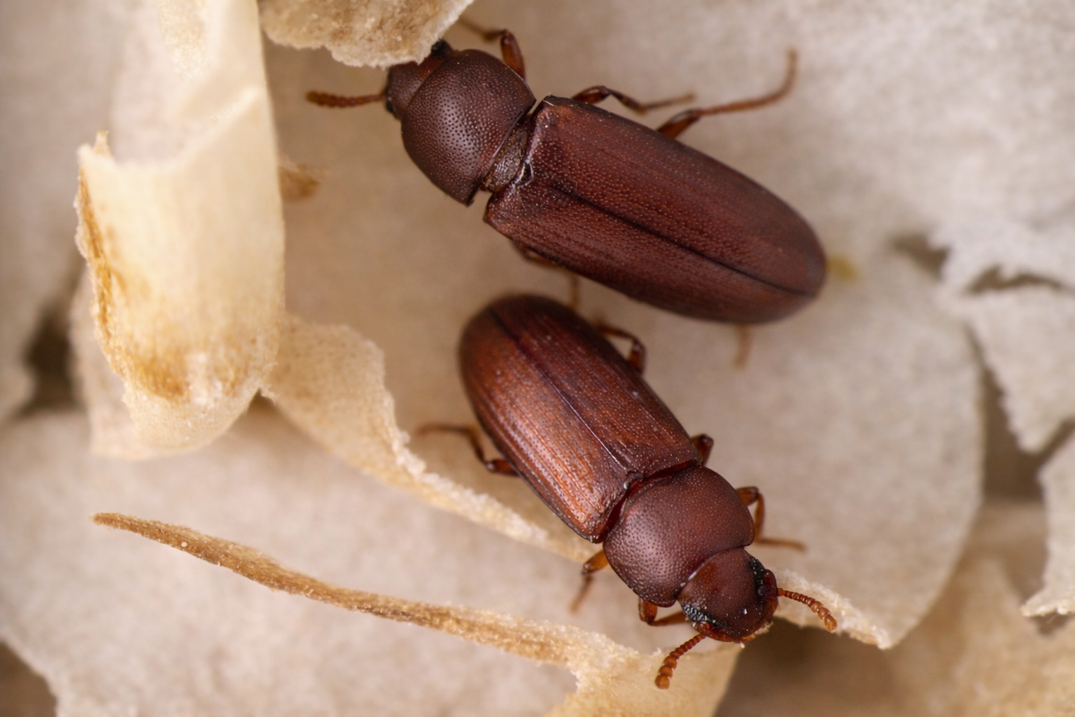 Rozmarýn místo chemie. Čeští vědci vyvinuli nový způsob ochrany obilí před škůdci.