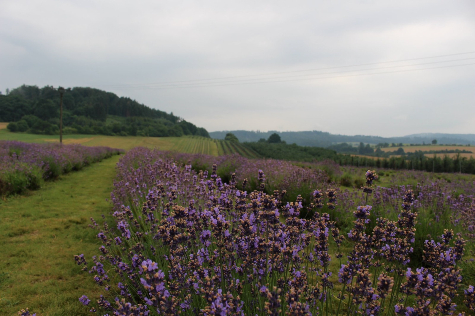 Ministerstvo zemědělství upravuje podmínky pro podmíněnost a přímé platby, zemědělci budou mít při hospodaření větší flexibilitu