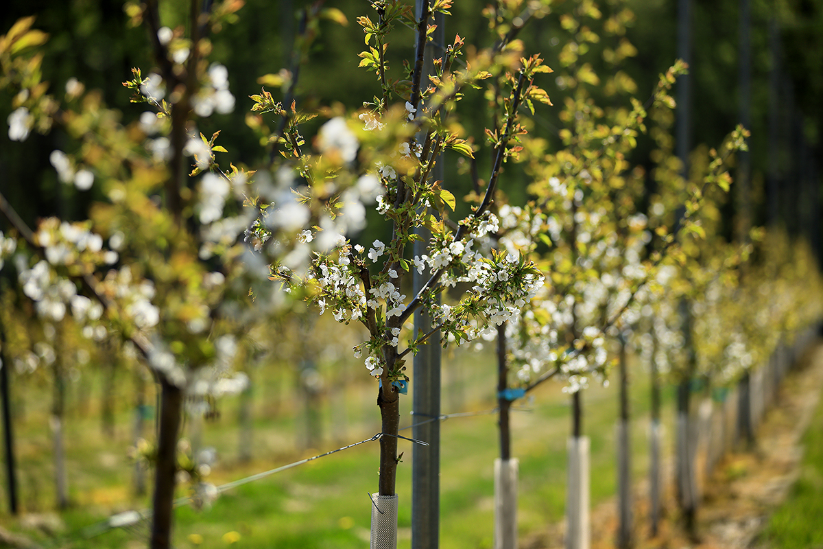 Integrovaná produkce ovoce - Kolowratovy sady s.r.o.